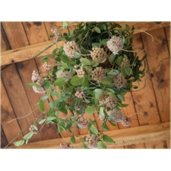 Nasiona Hoja mix szt.5 Nxx174