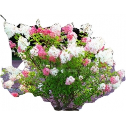 Nasiona Hortensja waniliowo-truskawkowa szt.5 N195