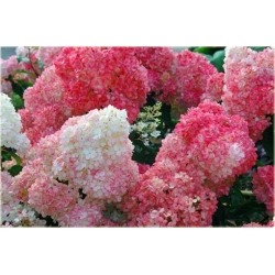 Nasiona Hortensja waniliowa szt.5 Nxx195