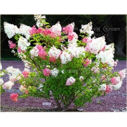 Nasiona Hortensja waniliowa szt.5 Nxx195