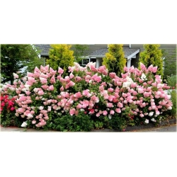 Nasiona Hortensja waniliowa szt.5 Nxx195