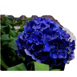Nasiona Hortensja ciemnoniebieska szt.4 N364