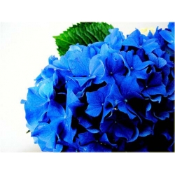 Nasiona Hortensja ciemnoniebieska szt.4 Nxx364