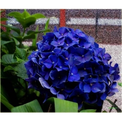 Nasiona Hortensja ciemnoniebieska szt.4 Nxx364