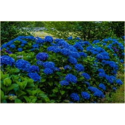 Nasiona Hortensja ciemnoniebieska szt.4 Nxx364