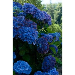 Nasiona Hortensja ciemnoniebieska szt.4 Nxx364