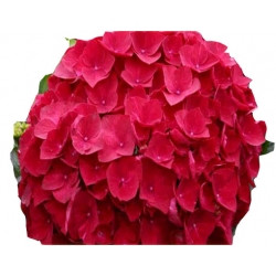 Nasiona Hortensja czerwona fryzowana szt.4 N363