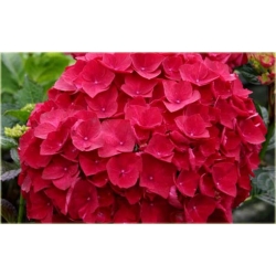 Nasiona Hortensja czerwona fryz szt.4 Nxx363