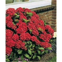 Nasiona Hortensja czerwona fryz szt.4 Nxx363