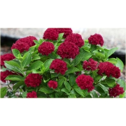 Nasiona Hortensja czerwona fryz szt.4 Nxx363