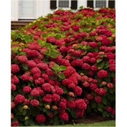 Nasiona Hortensja czerwona fryz szt.4 Nxx363