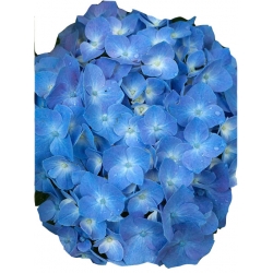Nasiona Hortensja niebieska szt.4 N361