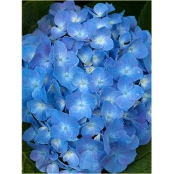 Nasiona Hortensja niebieska szt.4 Nxx361