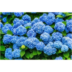 Nasiona Hortensja niebieska szt.4 Nxx361