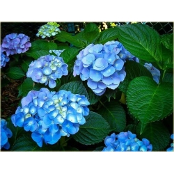 Nasiona Hortensja niebieska szt.4 Nxx361