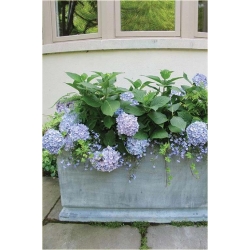 Nasiona Hortensja niebieska szt.4 Nxx361