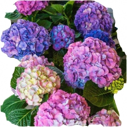 Nasiona Hortensja niebiesko-różowa szt.4 N362
