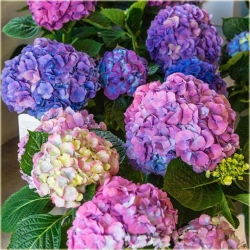 Nasiona Hortensja niebies-różowa szt.4 Nxx362