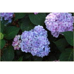 Nasiona Hortensja niebies-różowa szt.4 Nxx362