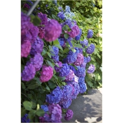 Nasiona Hortensja niebies-różowa szt.4 Nxx362