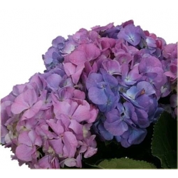 Nasiona Hortensja niebies-różowa szt.4 Nxx362