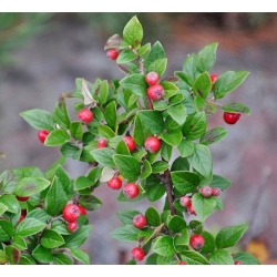 nasiona Irga błyszcząca Cotoneaster lucidus szt5 Fore191