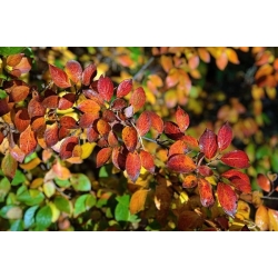 nasiona Irga błyszcząca Cotoneaster lucidus szt5 Fore191