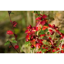 nasiona Irga błyszcząca Cotoneaster lucidus szt5 Fore191