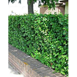 nasiona Irga błyszcząca Cotoneaster lucidus szt5 Fore191