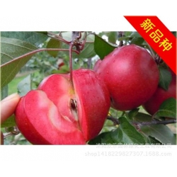 Nasiona Jabłko czerwone szt.5 Nxx26