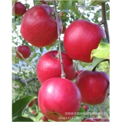 Nasiona Jabłko czerwone szt.5 Nxx26