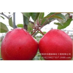 Nasiona Jabłko czerwone szt.5 Nxx26