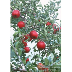 Nasiona Jabłko czerwone szt.5 Nxx26