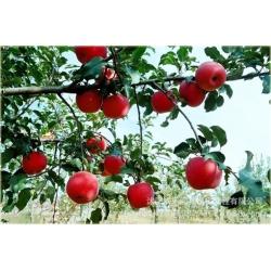 Nasiona Jabłko czerwone szt.5 Nxx26