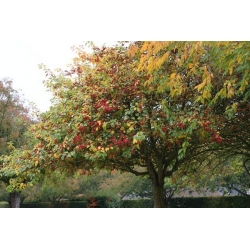 nasiona Jabłoń dzika Malus sylvestris szt5 Fore203