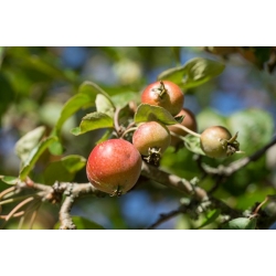 nasiona Jabłoń dzika Malus sylvestris szt5 Fore203