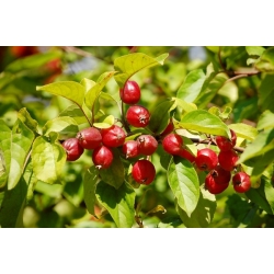 nasiona Jabłoń dzika Malus sylvestris szt5 Fore203