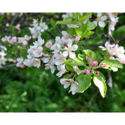 nasiona Jabłoń dzika Malus sylvestris szt5 Fore203