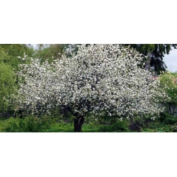 nasiona Jabłoń dzika Malus sylvestris szt5 Fore203