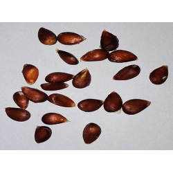 Jabłoń rajska ozdobna Malus pumila