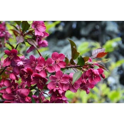 Nasiona Jabłoń rajska ozdobna szt.5 Nxx678