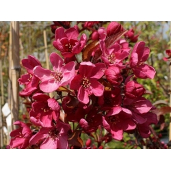 Nasiona Jabłoń rajska ozdobna szt.5 Nxx678