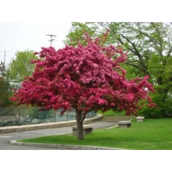 Nasiona Jabłoń rajska ozdobna szt.5 Nxx678