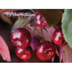 Nasiona Jabłoń rajska ozdobna szt.5 Nxx678