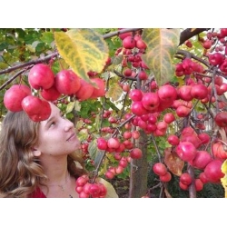 Nasiona Jabłoń rajska ozdobna szt.5 Nxx678