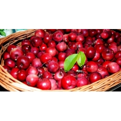 Nasiona Jabłoń rajska ozdobna szt.5 Nxx678