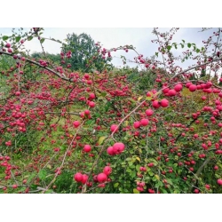 Nasiona Jabłoń rajska ozdobna szt.5 Nxx678