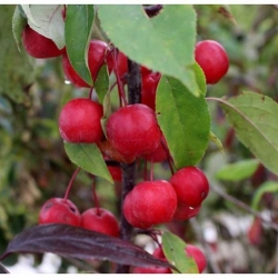 Nasiona Jabłoń rajska ozdobna szt.5 Nxx678