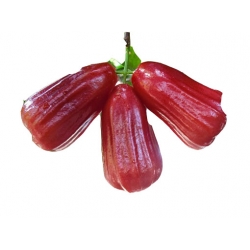 Nasiona Jabłoń Rose Czapetka szt.5 N162