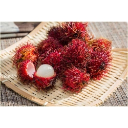Nasiona Jagodzian Rambutan szt.3 Nxx546